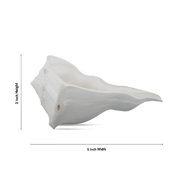 Right Hand Shankh | Right Hand Conch/ Hand Shankh for Pooja