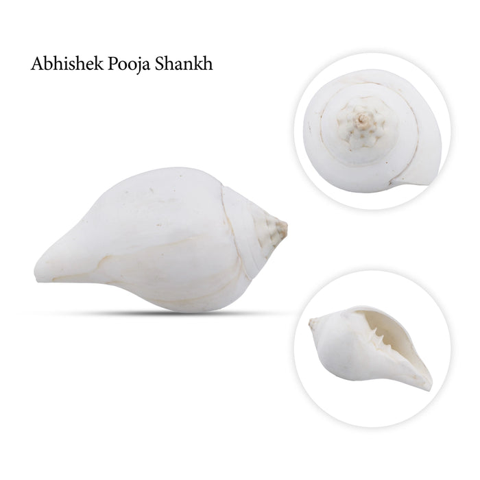 Abhishek Shankh - 2 x 4 Inches | Pooja Sangu | White Colour Conch | Shankha for Divine Purpose