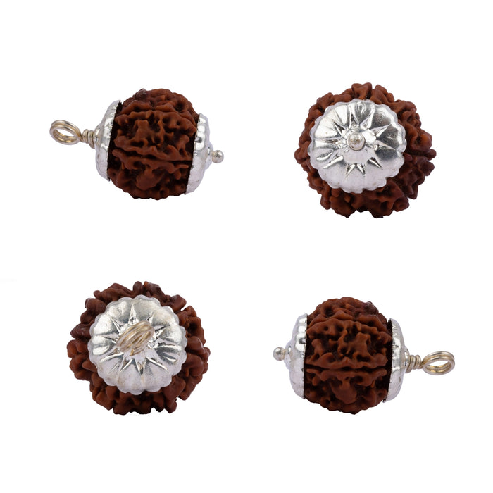 5 Mukhi Rudraksha Beads With Silver Cup | Nepali Rudraksh Bead/ Kalagnirudra 5 Mukhi Rudraksh for Stress Relief