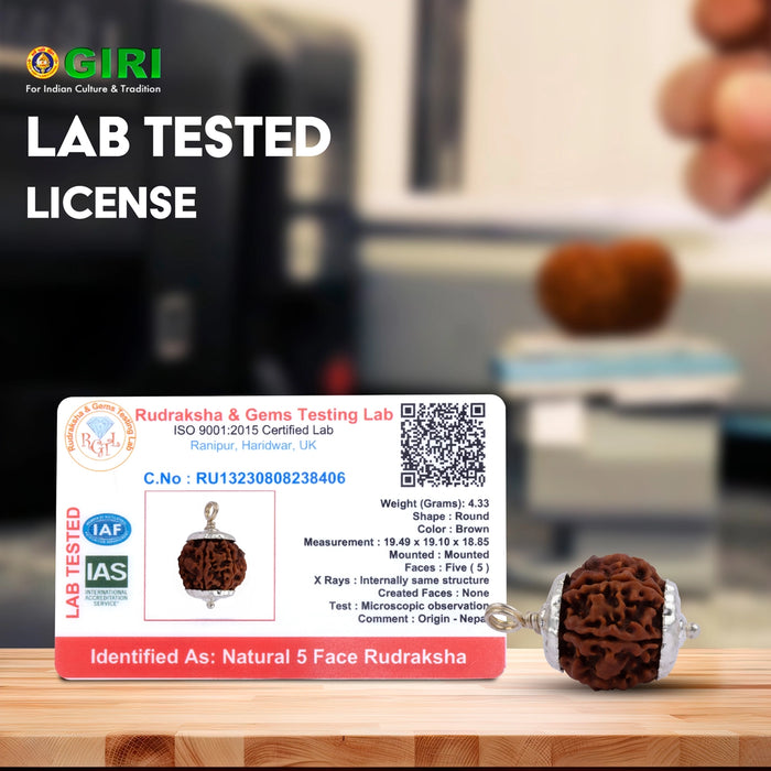 5 Mukhi Rudraksha Beads With Silver Cup | Nepali Rudraksh Bead/ Kalagnirudra 5 Mukhi Rudraksh for Stress Relief