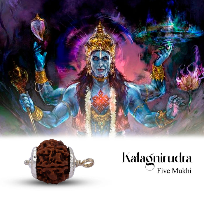 5 Mukhi Rudraksha Beads With Silver Cup | Nepali Rudraksh Bead/ Kalagnirudra 5 Mukhi Rudraksh for Stress Relief