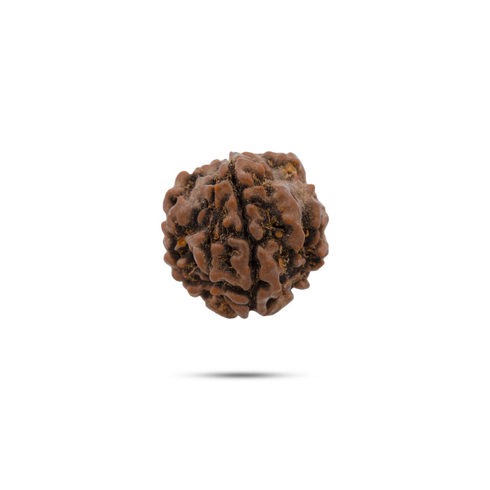 Rudraksham Bead | Mukhi Rudraksha/ Rudraksha Bead for Men and Women