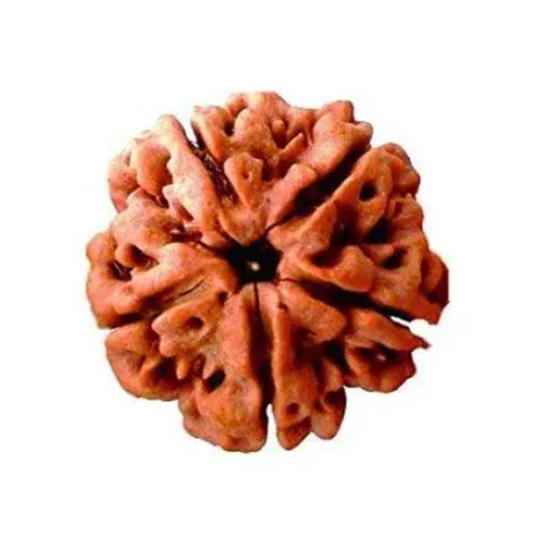 Rudraksham Bead | Mukhi Rudraksha/ Rudraksha Bead for Men and Women