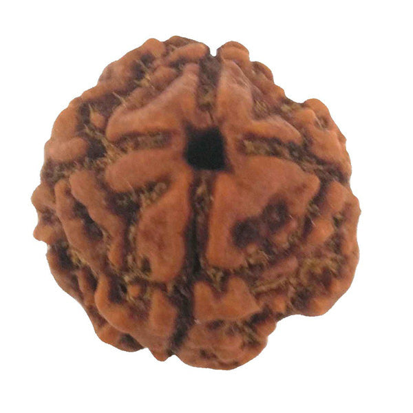 Rudraksham Bead | Mukhi Rudraksha/ Rudraksha Bead for Men and Women