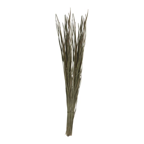 GiriAus  Darbai Grass - Nuni Darbai | Darba Grass/ Tharbai Pul/ Kusha Grass for Pooja
