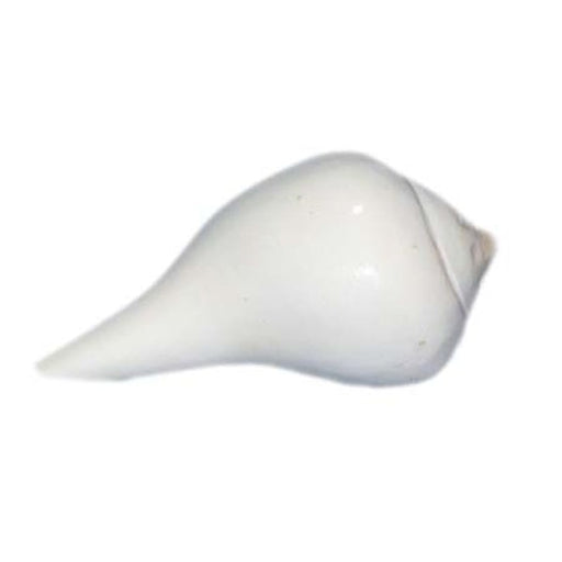 Abhishek Pooja Shankh-Conch