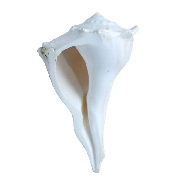 Right Hand Shankh - Valampuri Sangu