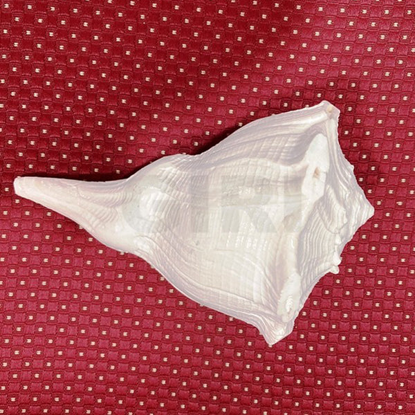 Right Hand Shankh - 4 Inch | Conch for Pooja & Abhisheka/ Valampuri Sangu/ White Colour