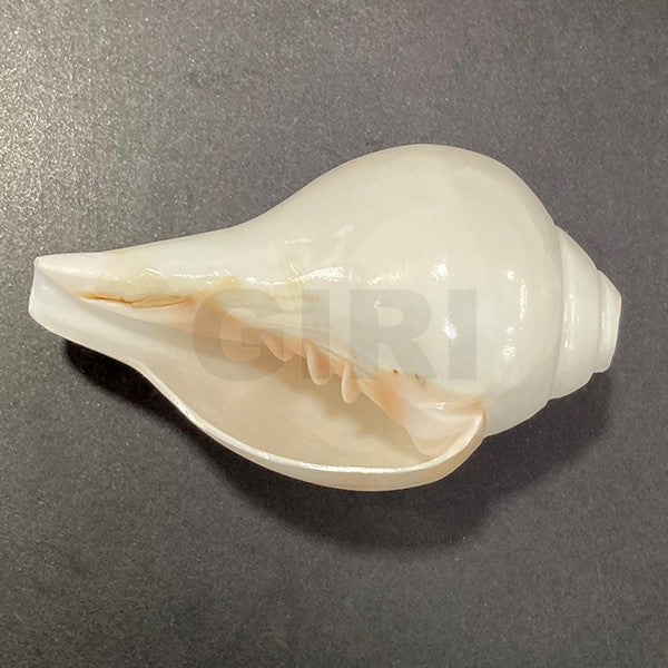 Blowing Shankh | Sangu Conch for Divine Worship & Pooja Purpose/ White Colour