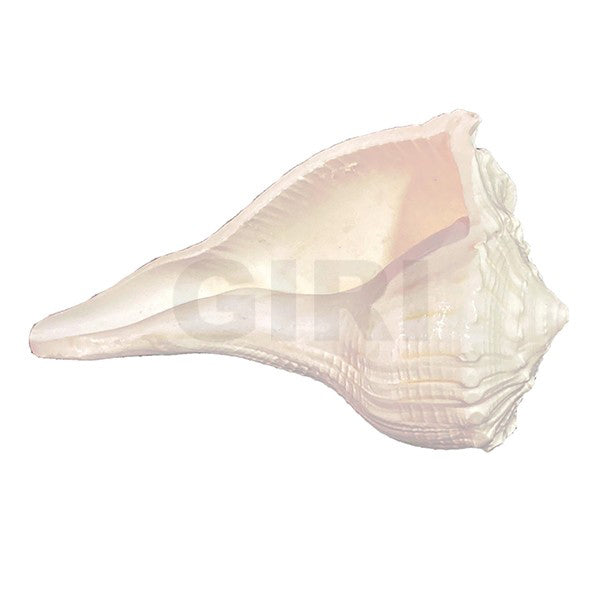 Right Hand Shankh - 4.5 Inch | Conch for Pooja & Abhisheka/ Valampuri Sangu/ White Colour