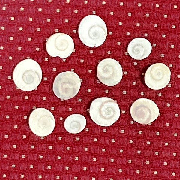 Gomti Chakra Nabi Shell - 11 Pieces | Gomati Chakra/ Naag Chakra for Vastu & Laxmi Pooja