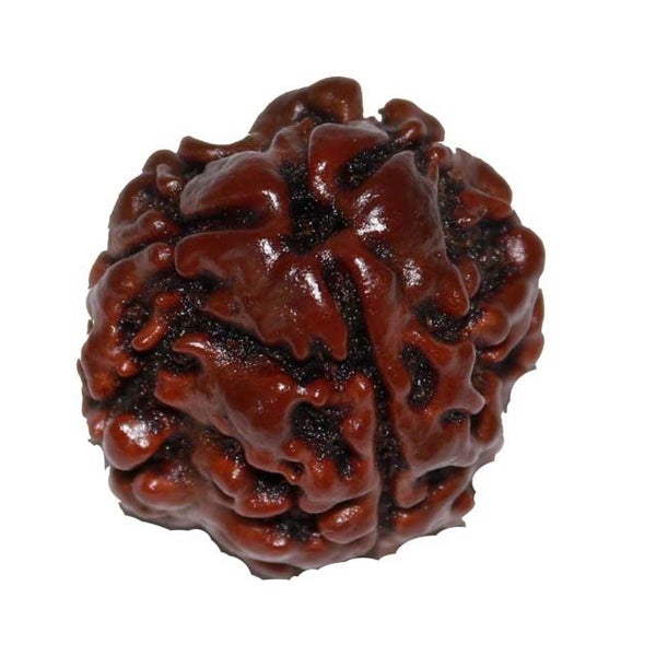 Rudraksham Bead | Mukhi Rudraksha/ Rudraksha Bead for Men and Women