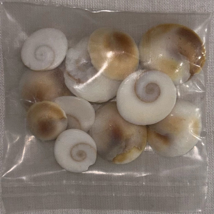 Gomti Chakra Nabi Shell - 11 Pieces | Gomati Chakra/ Naag Chakra for Vastu & Laxmi Pooja