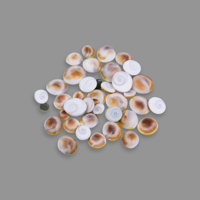 Gomti Chakra - 25 Gms | Sacred Chakra/ Gomati Chakra For Prosperity And Pooja