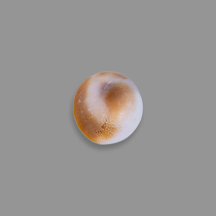 Gomti Chakra - 25 Gms | Sacred Chakra/ Gomati Chakra For Prosperity And Pooja