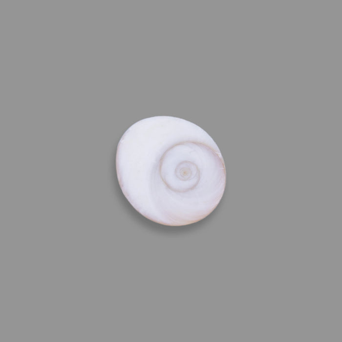 Gomti Chakra - 25 Gms | Sacred Chakra/ Gomati Chakra For Prosperity And Pooja