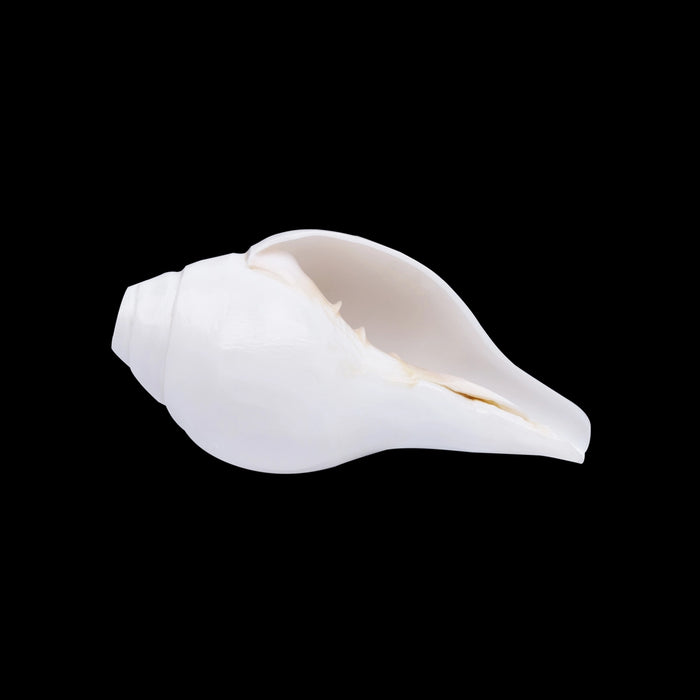 Blowing Shankh - 2.5 X 5.5 Inches | Bajane Wala Shankh/ Vamavarti Shankh/ Blowing Conch For Pooja