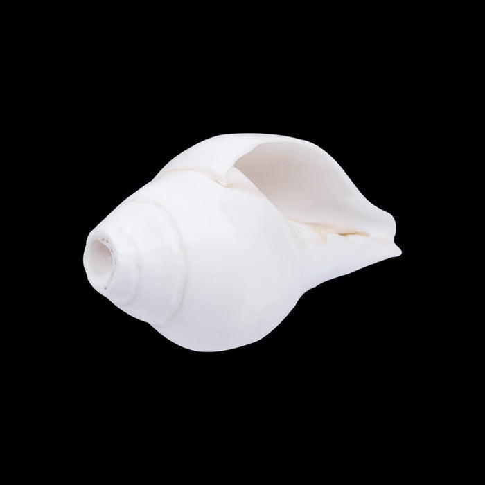 Blowing Shankh - 2.5 X 5.5 Inches | Bajane Wala Shankh/ Vamavarti Shankh/ Blowing Conch For Pooja