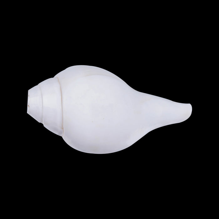 Blowing Shankh - 2.5 X 5.5 Inches | Bajane Wala Shankh/ Vamavarti Shankh/ Blowing Conch For Pooja