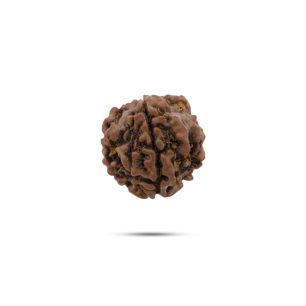 Buy Genuine Rudraksha Mala, Japa Mala, and Beads at Giri Aus.