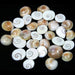 Gomti Chakra (White Nabi Shell) (Abr) 11 Pcs
